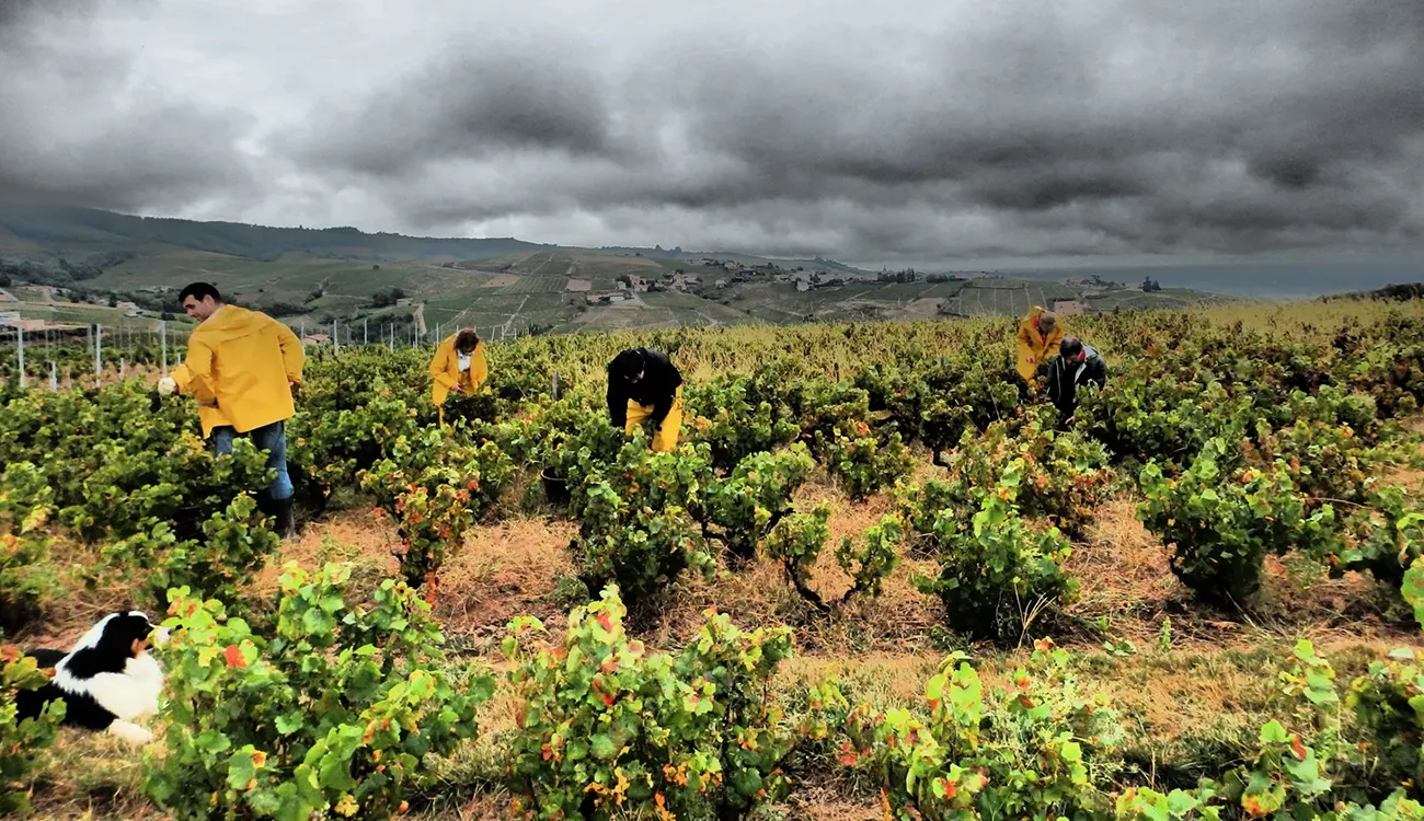 Producer - VIGNOBLES BODILLARD