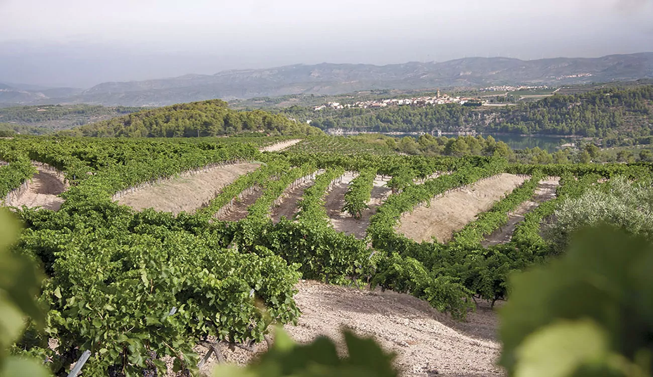Producer - DIT CELLER