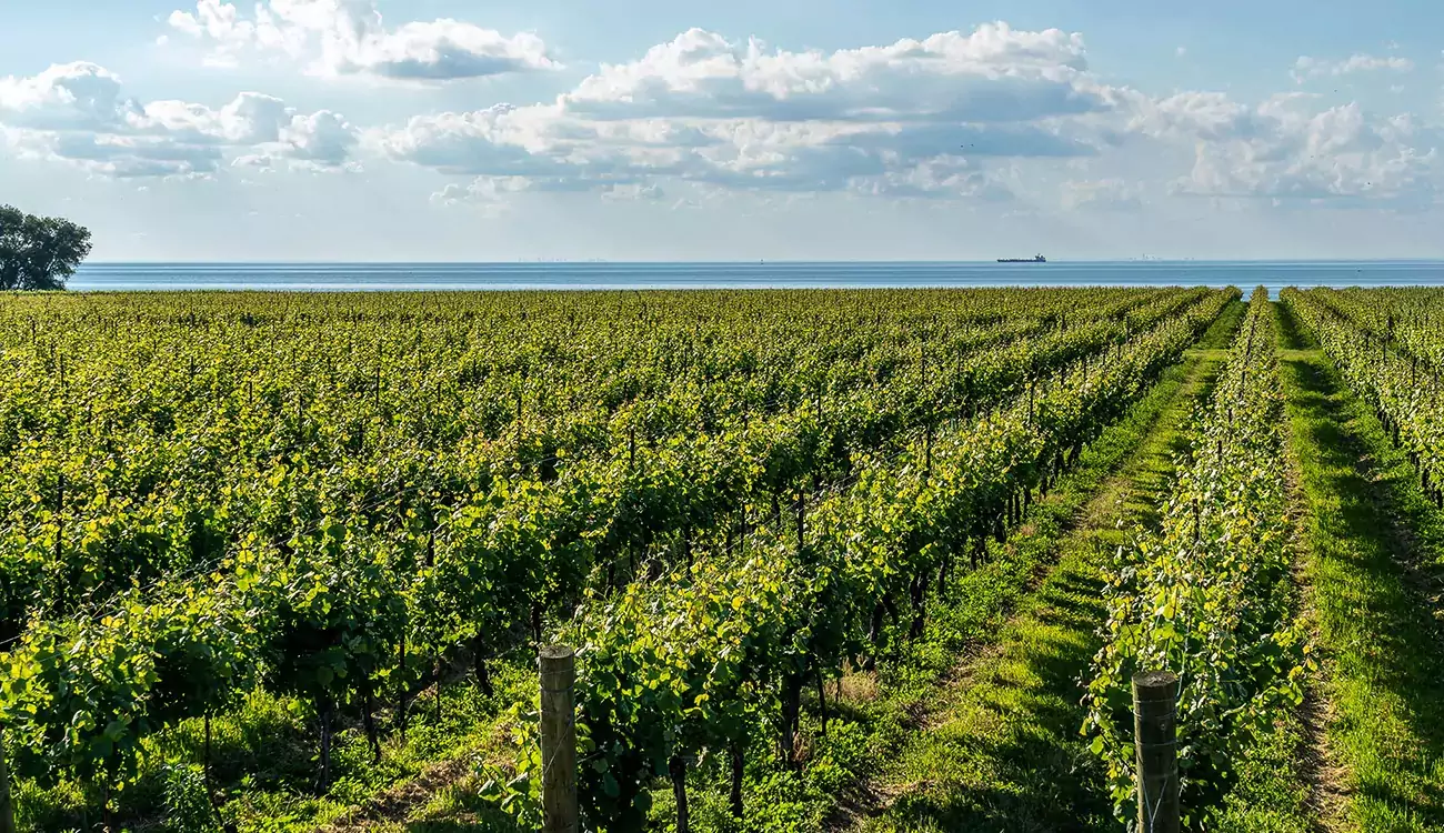 Producer - MW CELLARS